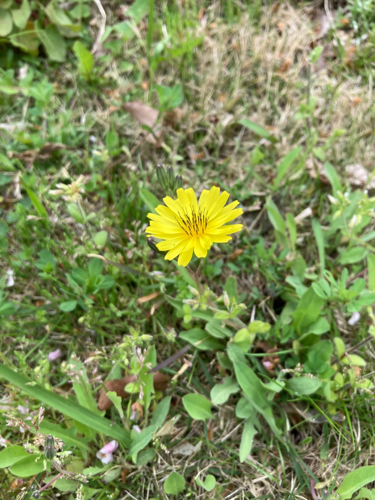 ジシバリ（地縛り）