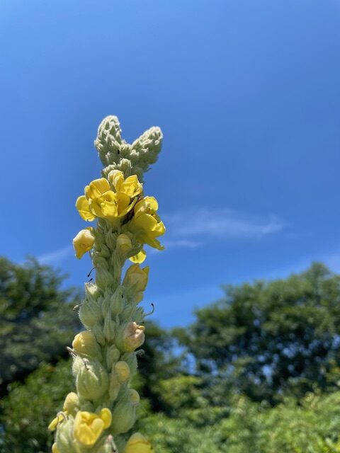 ビロードモウズイカ（天鵞絨毛蕊花）