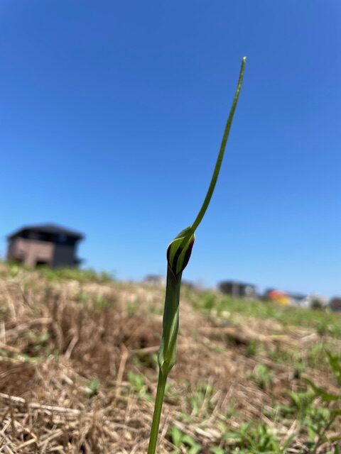 カラスビシャク（烏柄杓）