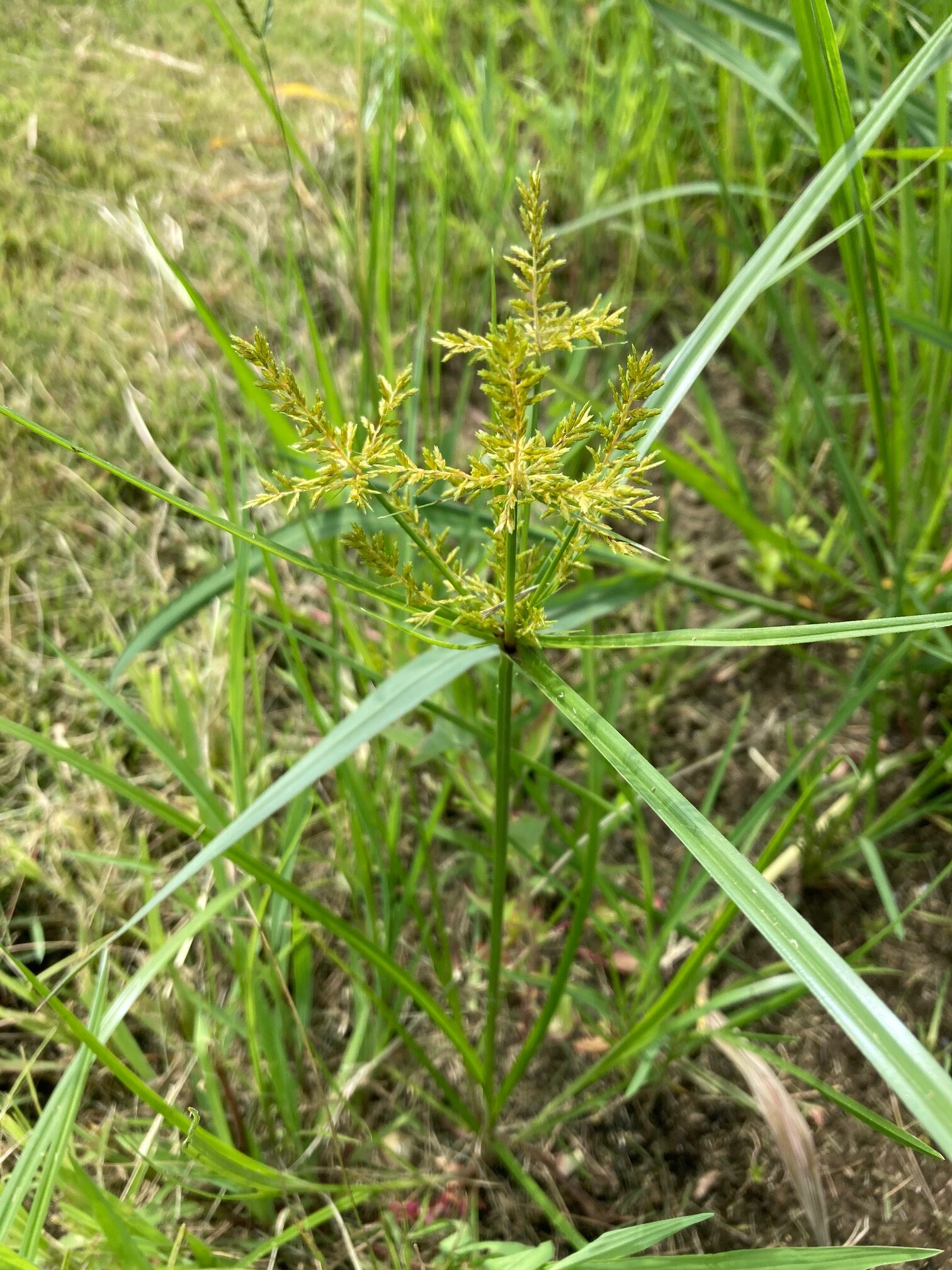 カヤツリグサの仲間（蚊帳吊草）