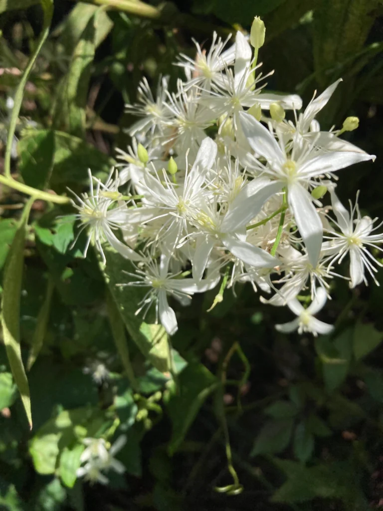 センニンソウ（仙人草） - neko sanpo