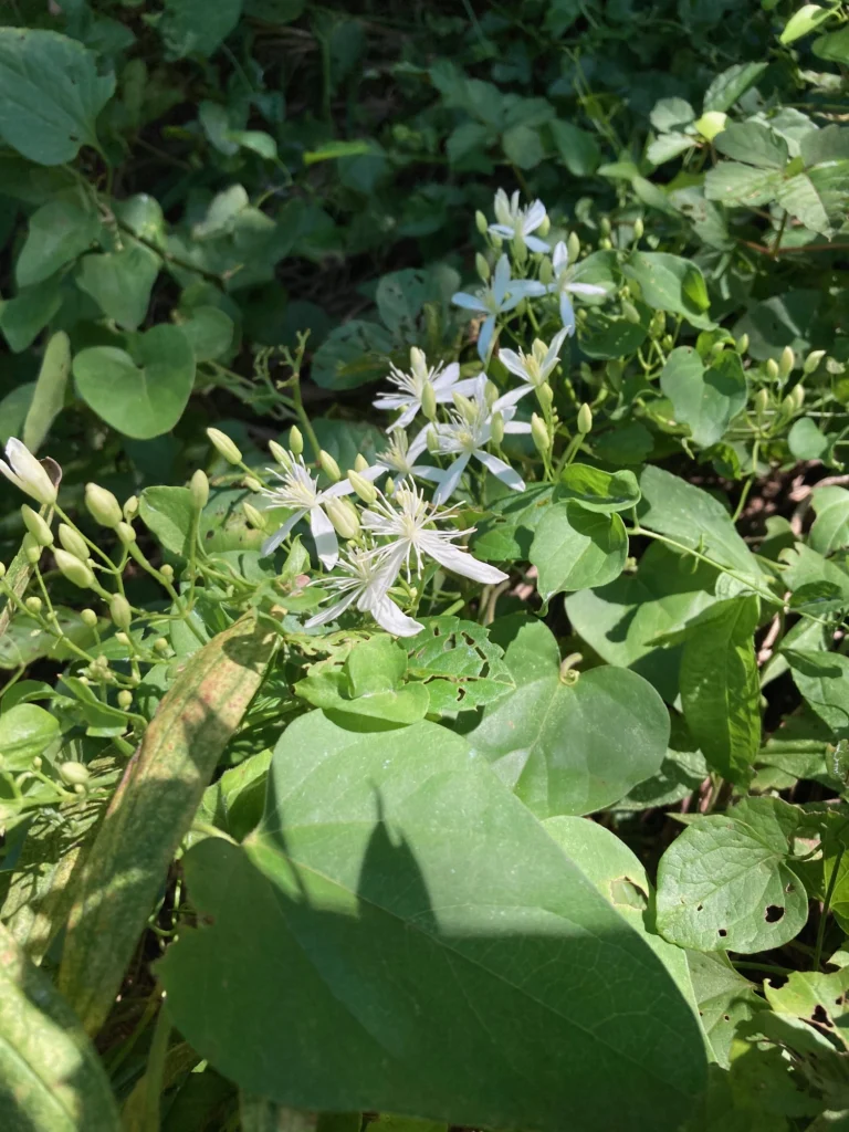 センニンソウ他　野の花　ご確認用 センニンソウ他 野の花 ご確認用 - メルカリ