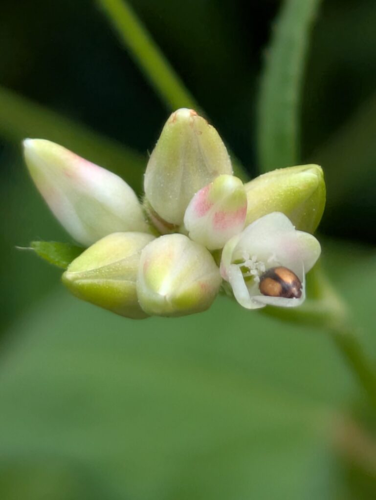 ママコノシリヌグイの蕾に隠れるテントウムシ