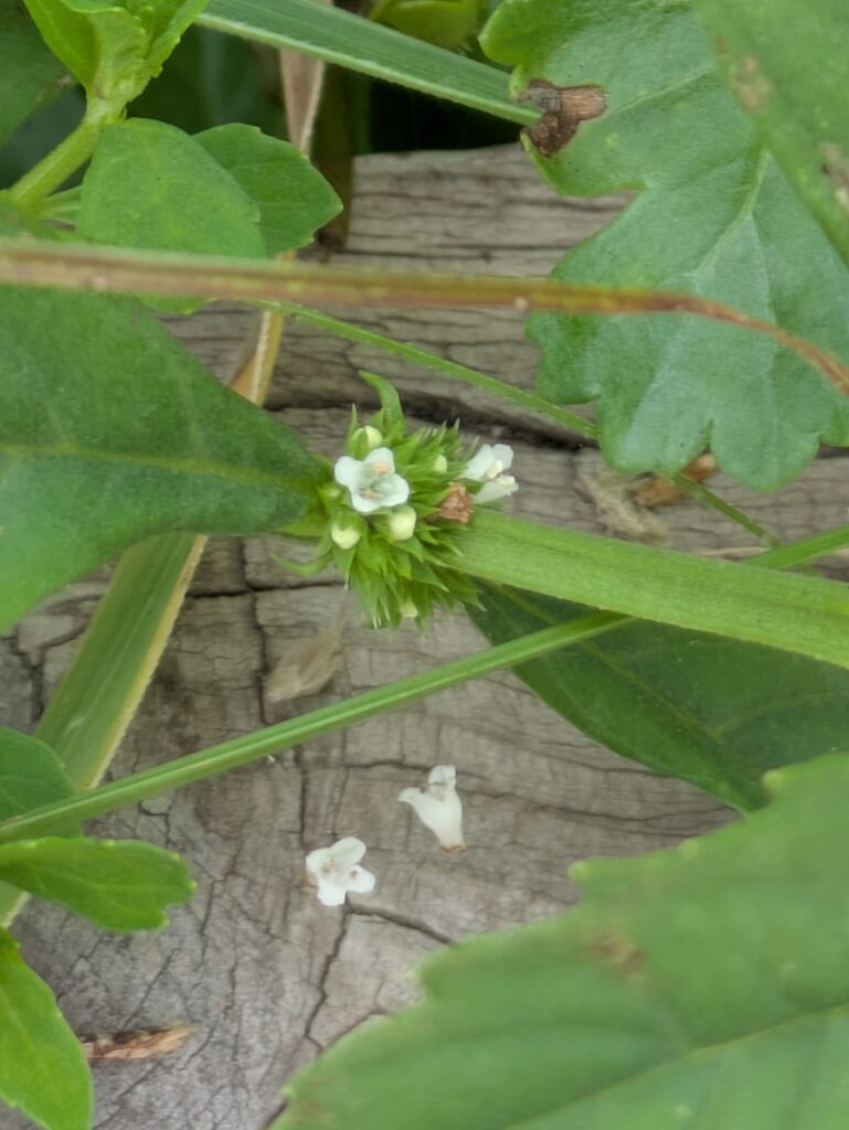 コシロネの花は、葉っぱの根元に集合だ