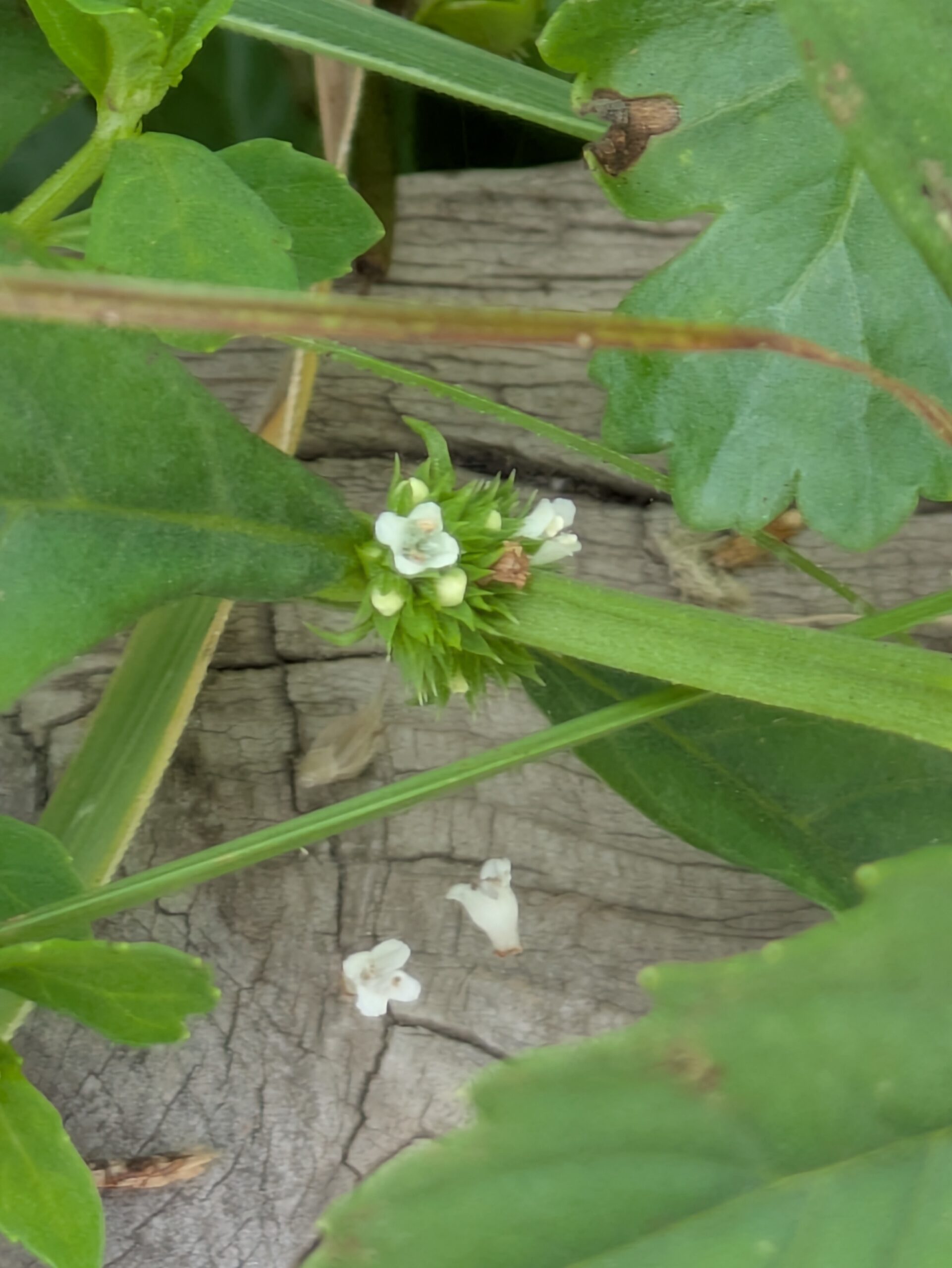 コシロネの花は、葉っぱの根元に集合だ