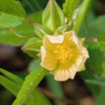 早朝に、ほんの少しの時間だけ咲くアメリカキンゴジカの花