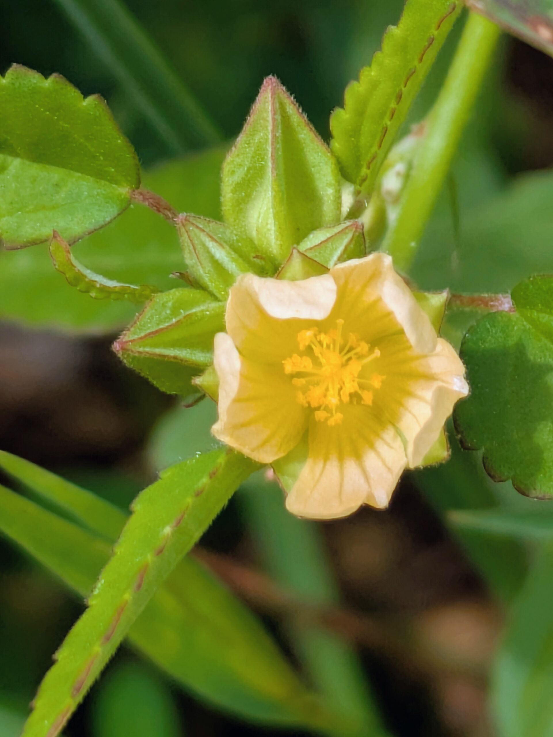 早朝に、ほんの少しの時間だけ咲くアメリカキンゴジカの花