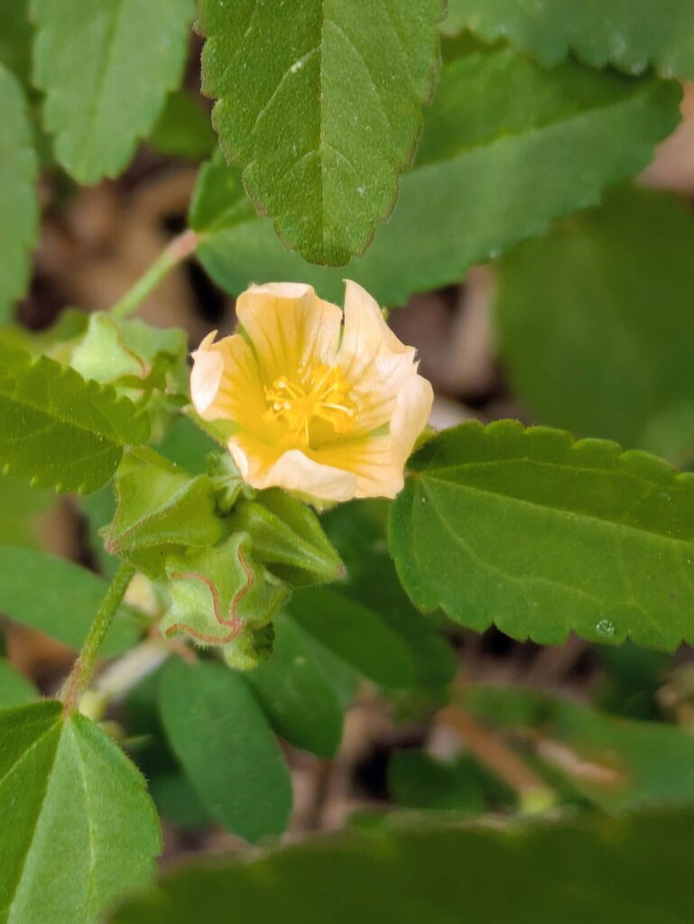 初秋の頃、ほんの数時間だけ開花するアメリカキンゴジカ