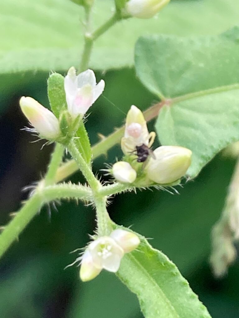 ママコノシリヌグイの蜜を求める虫達