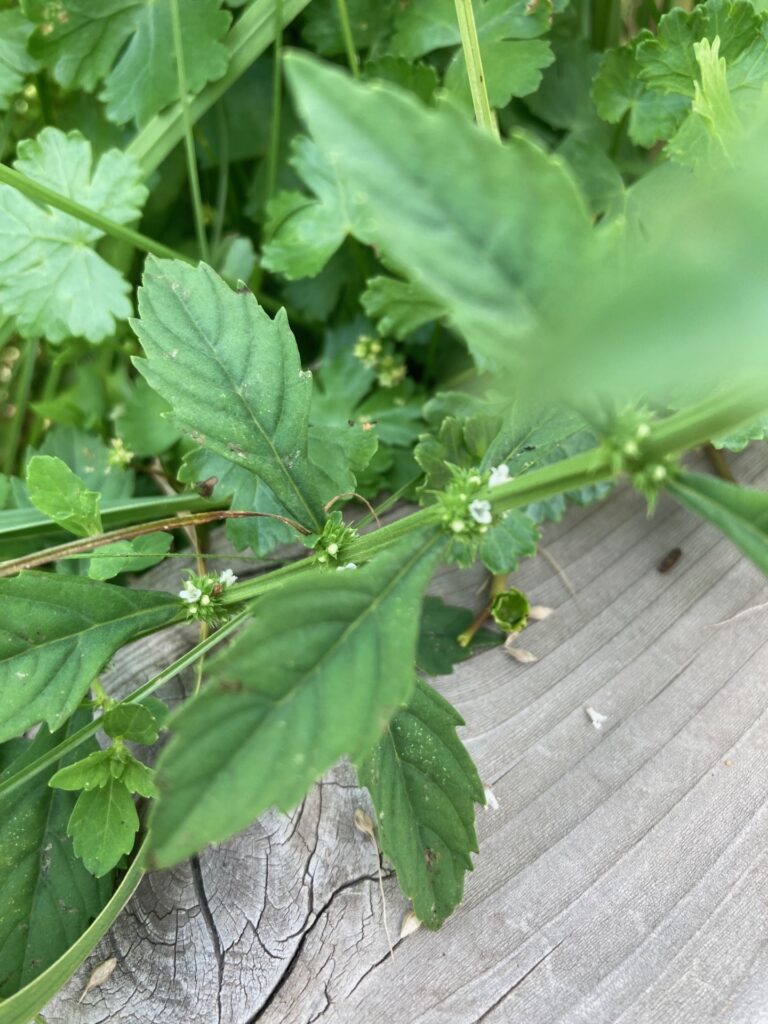 ほんとにちっちゃなコシロネのお花