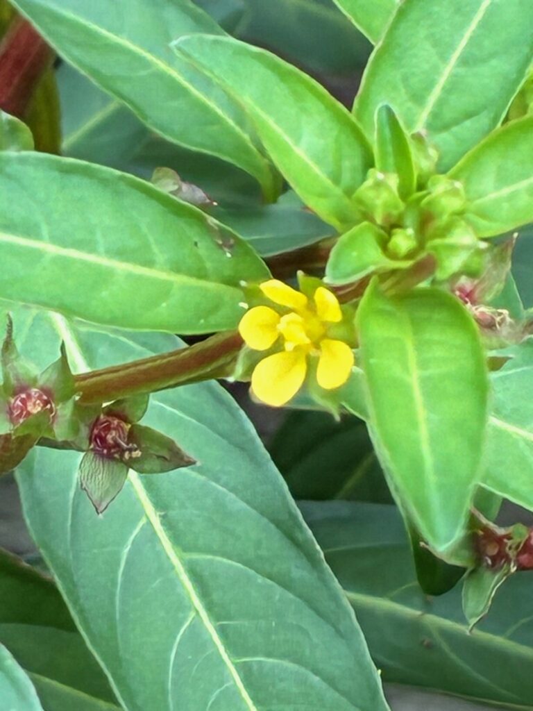 チョウジタデの黄色い花
