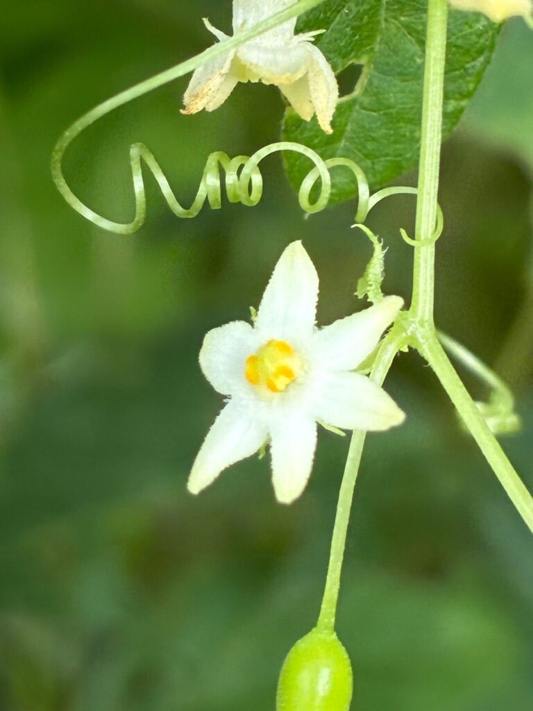 スズメウリの白い花