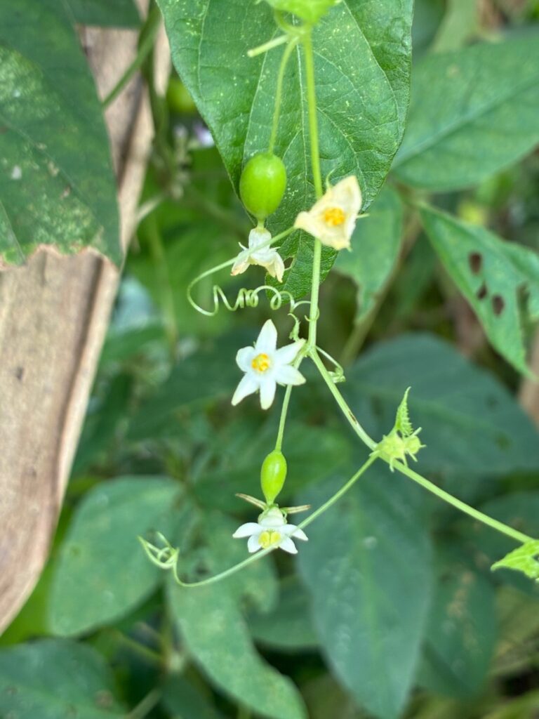 スズメウリの花と蔓