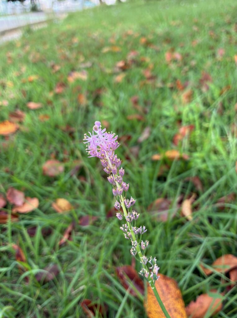 イチゴ味のポッキーみたいなツルボの花