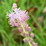 ピンク色の不思議な形をしたツルボのお花
