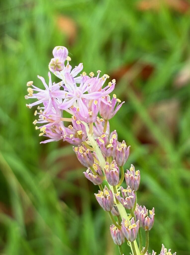 ちいさな花が先端に集まって咲くツルボの花