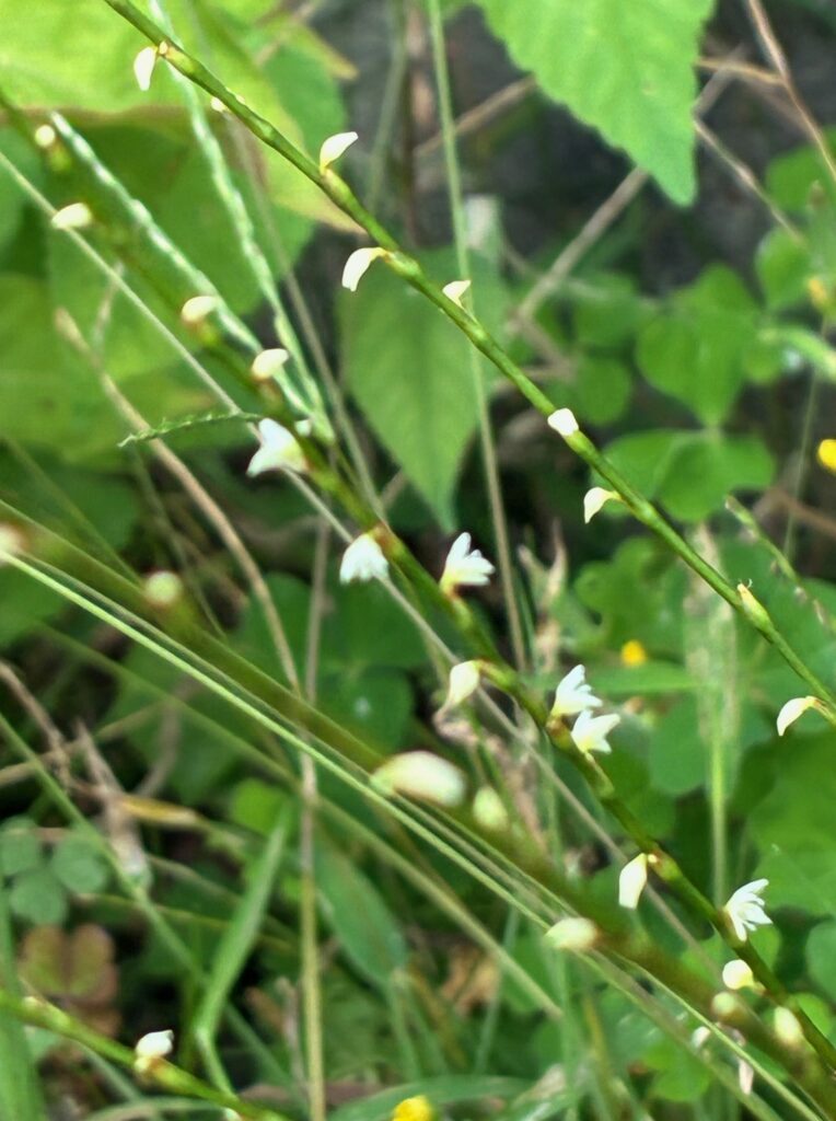 並んで咲いてる姿が、ご祝儀袋の水引紐みたいなミズヒキのお花