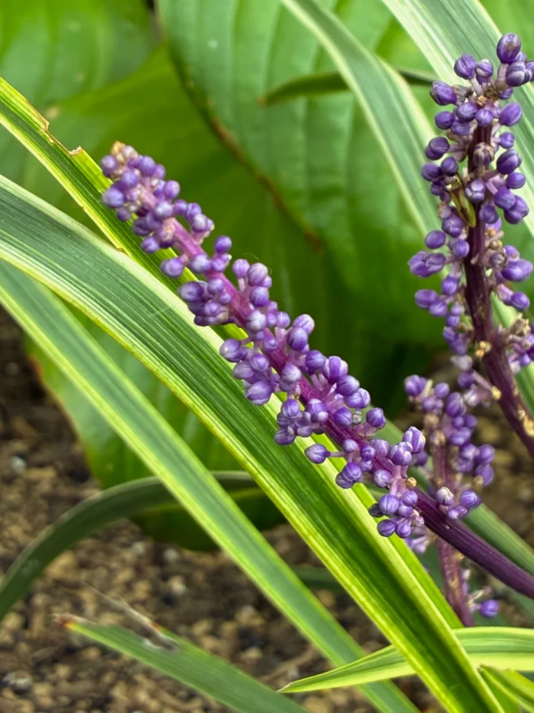 秋空の下、少し涼しくなった風に揺れるヤブランの蕾たち