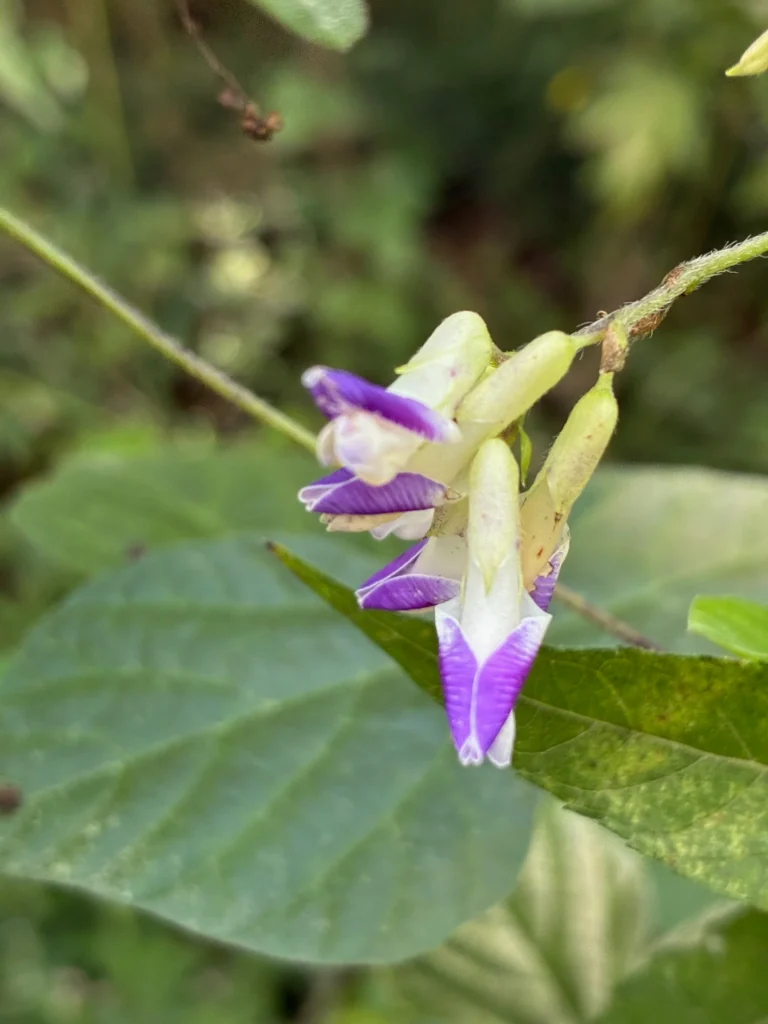 身を寄せ合いながら咲くヤブマメの花