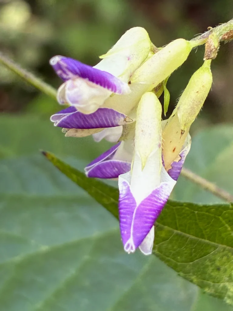 紫色の蝶々の様なヤブマメの花