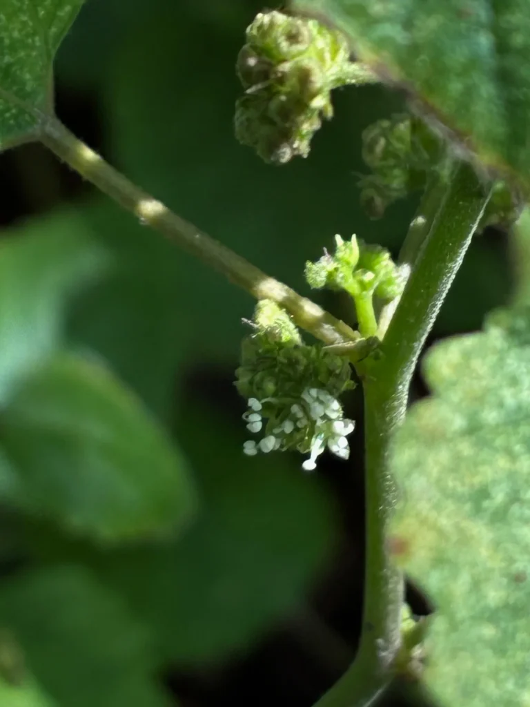 クワクサの花は雌花も雄花も仲良しだから、くっついているよ