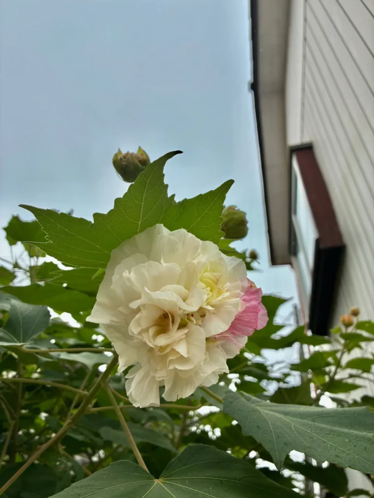 庭に咲く少しピンクに染まったフヨウの花