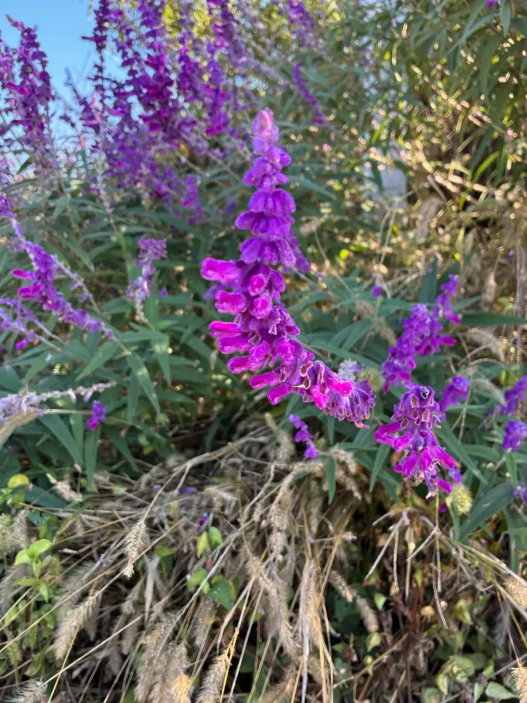 フワフワと柔らかい感触のアメジストセージ