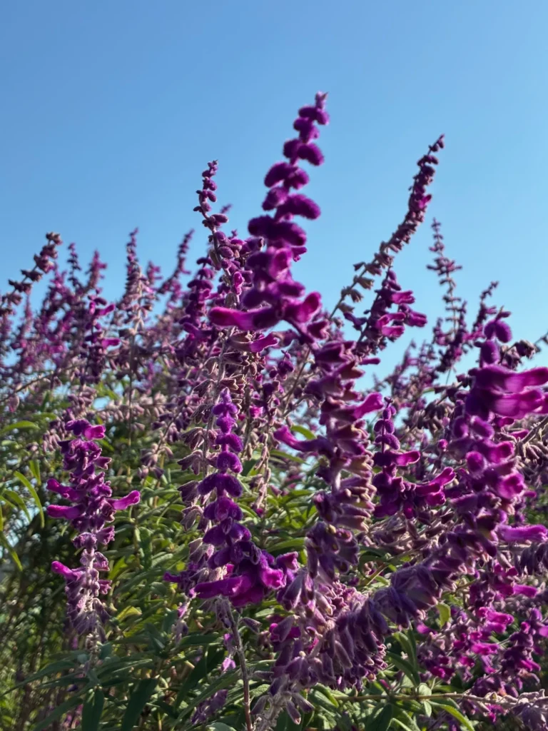 秋空の下で揺れるアメジストセージ