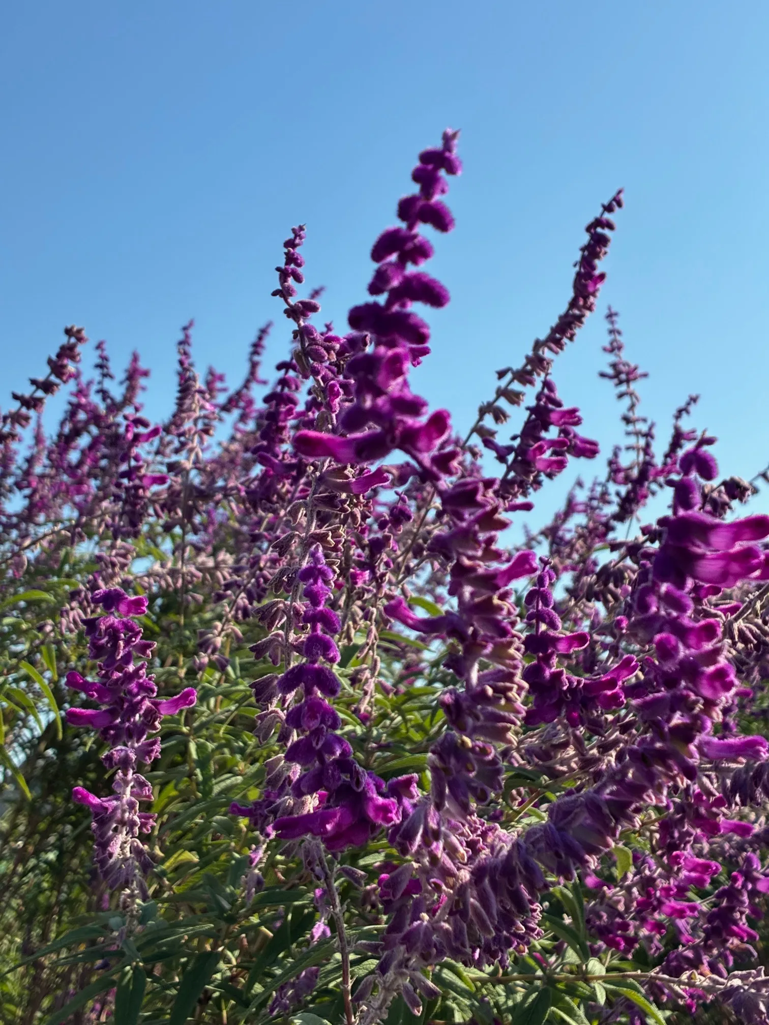 アメジストセージ | 家族の様に寄り添う記憶