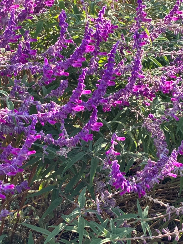 晴れた空の下、秋風に揺れるアメジストセージ
