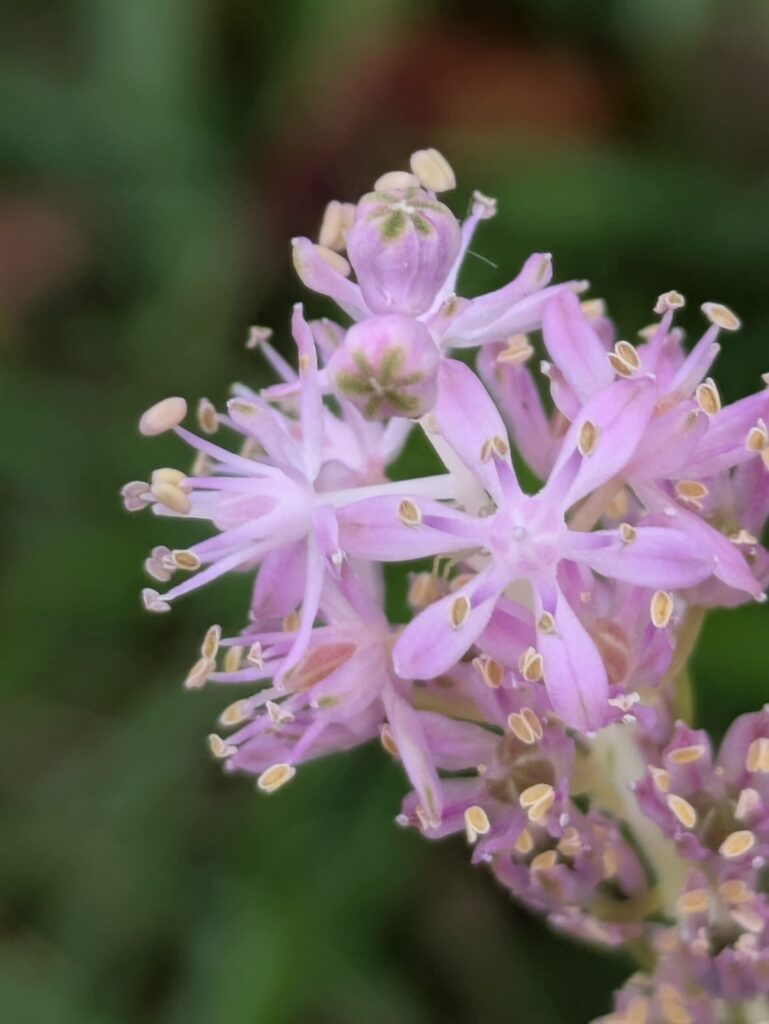 ピンク色で不思議な形をしたツルボの花