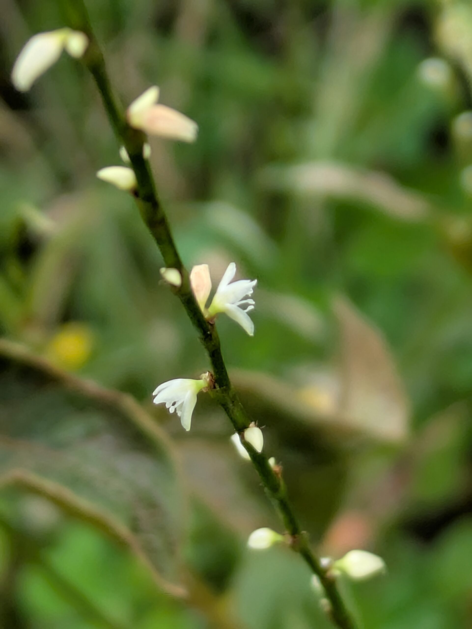 ちいさなお花が並んで咲いてるミズヒキのお花
