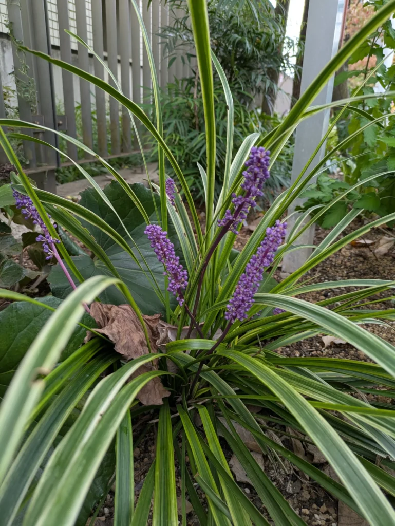 秋空の下、駅のロータリーの花壇に咲くヤブラン