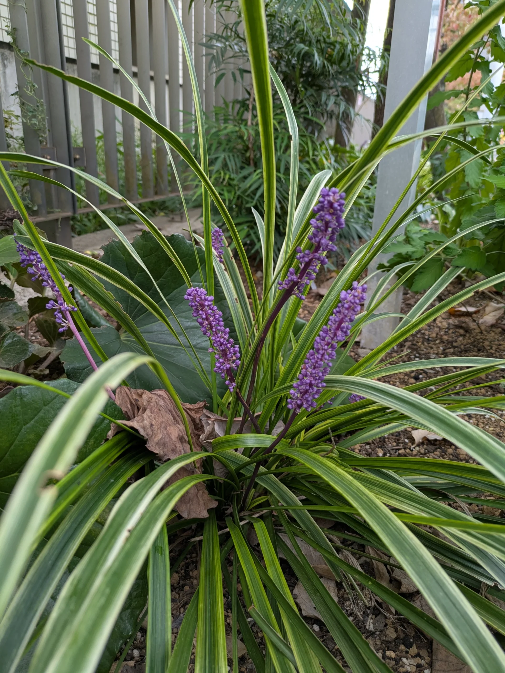 秋空の下、紫の蕾がかわいいヤブランの花