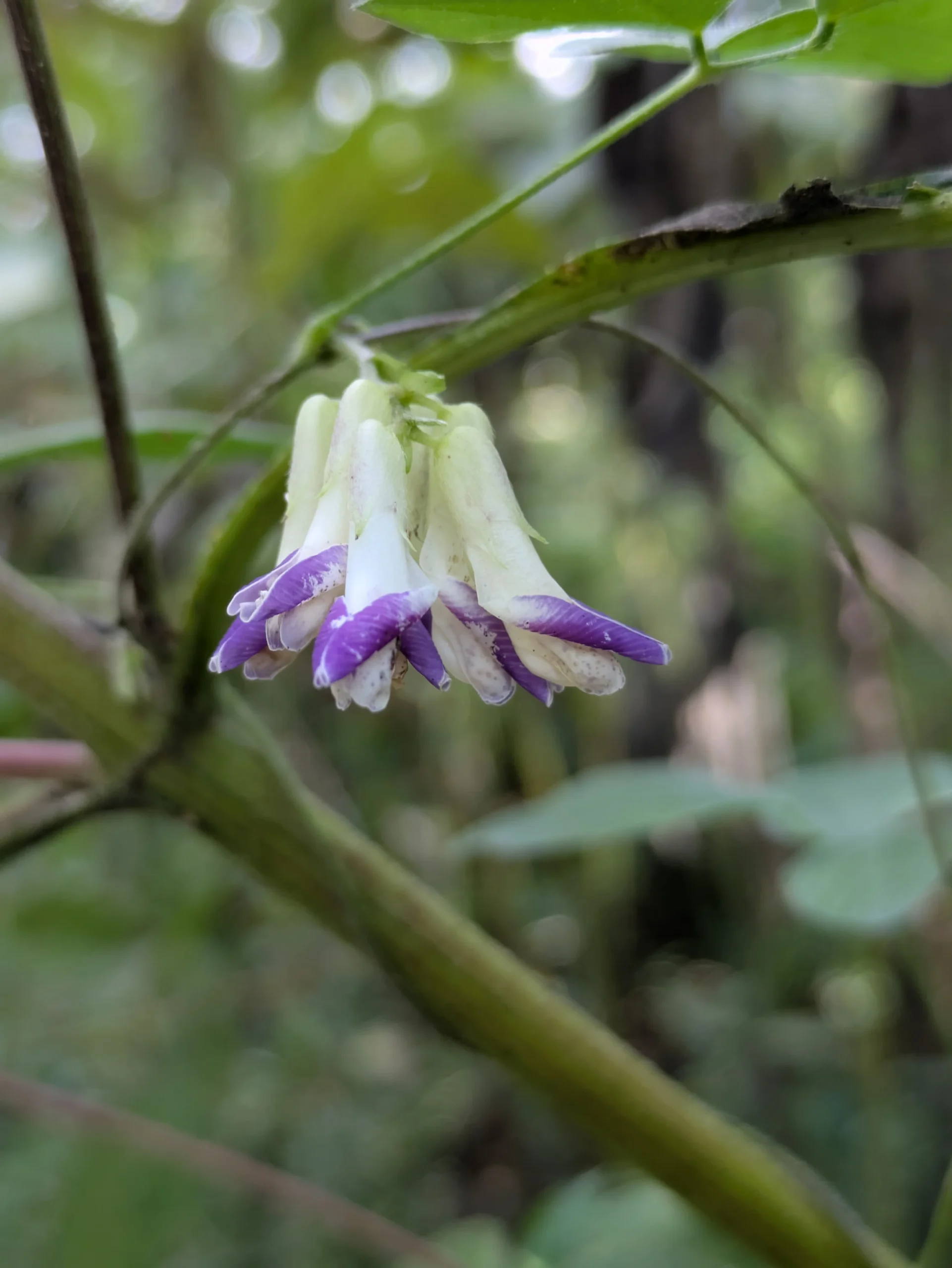 秋空の下、寄り添いながら咲くヤブマメの花