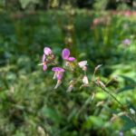 秋空の下、風に揺れるアレチヌスビトハギの花
