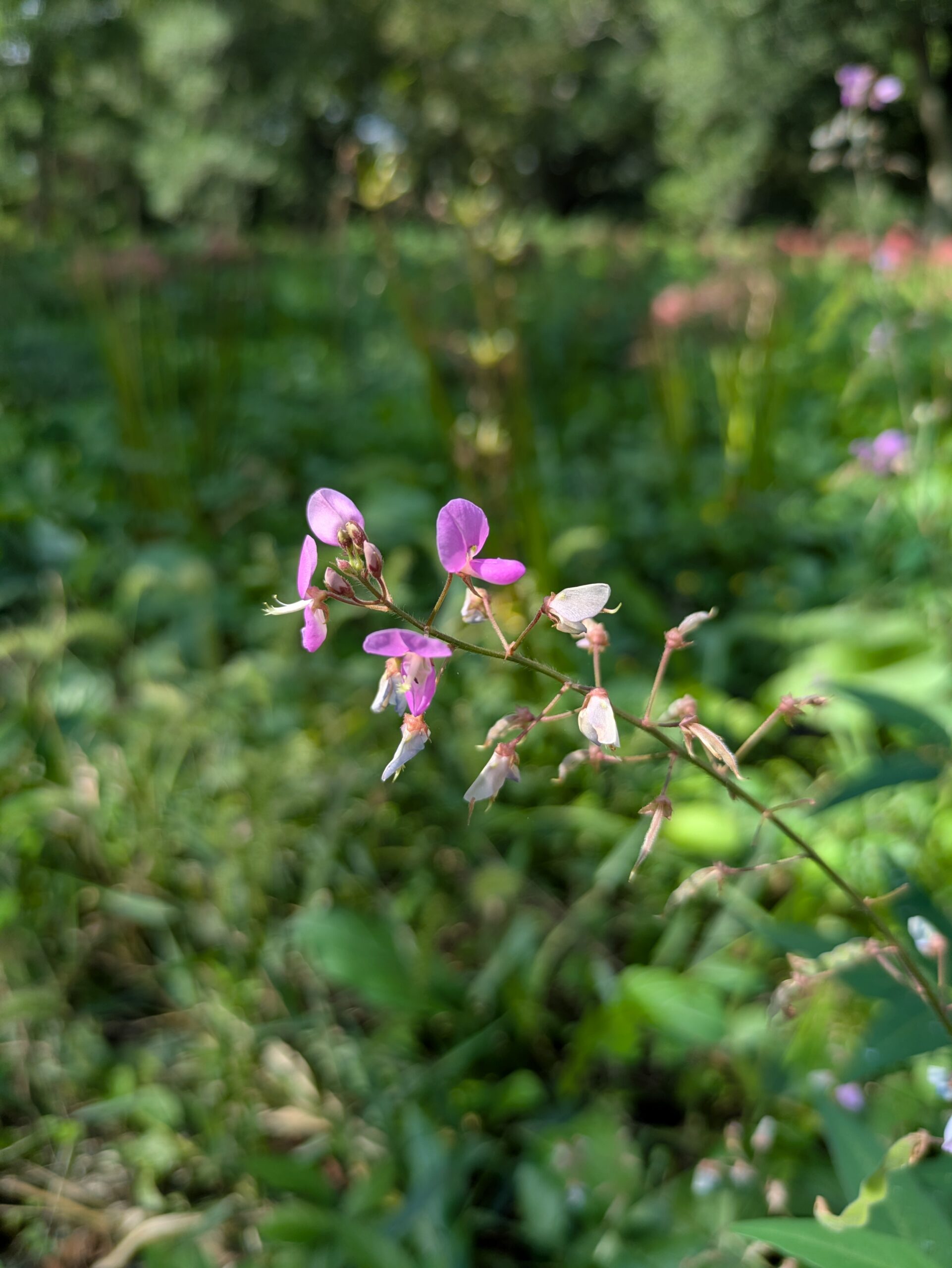秋空の下、風に揺れるアレチヌスビトハギの花