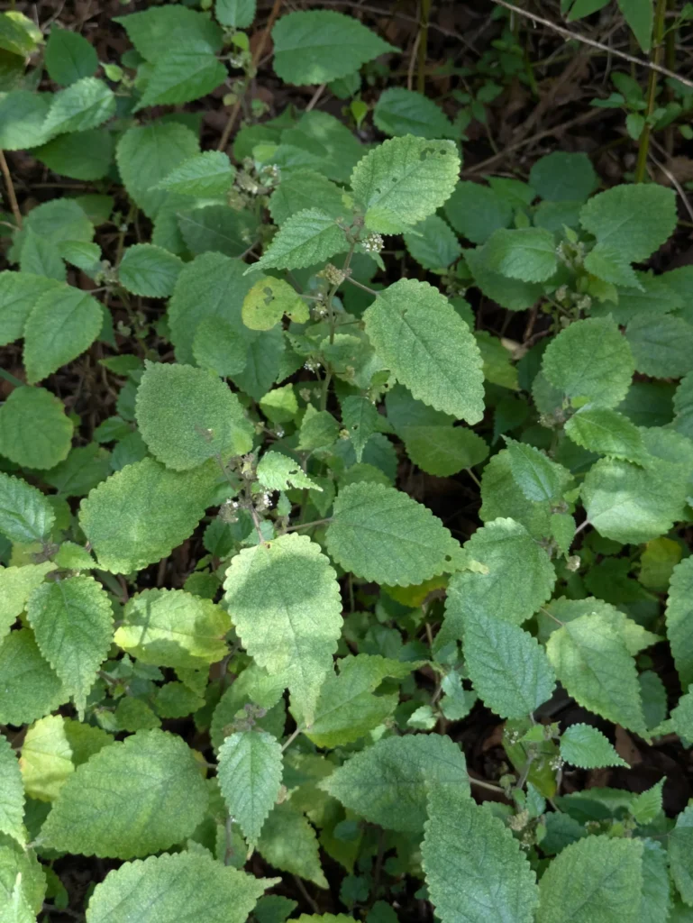 クワクサのお花は恥ずかしがりや、いつも草の陰に隠れてる