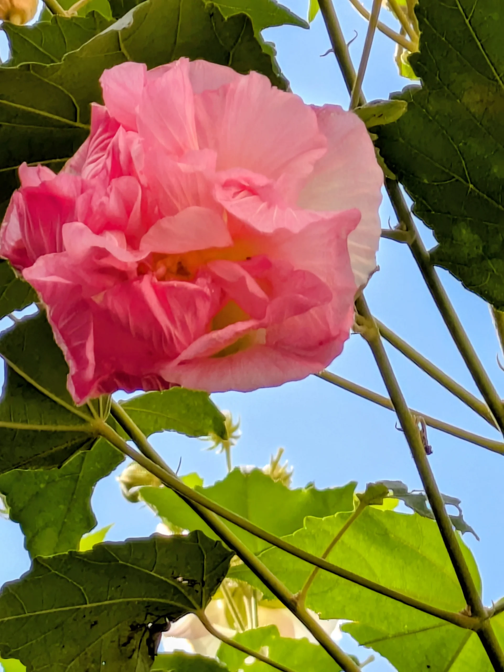 秋風に揺れるピンク色のフヨウの花