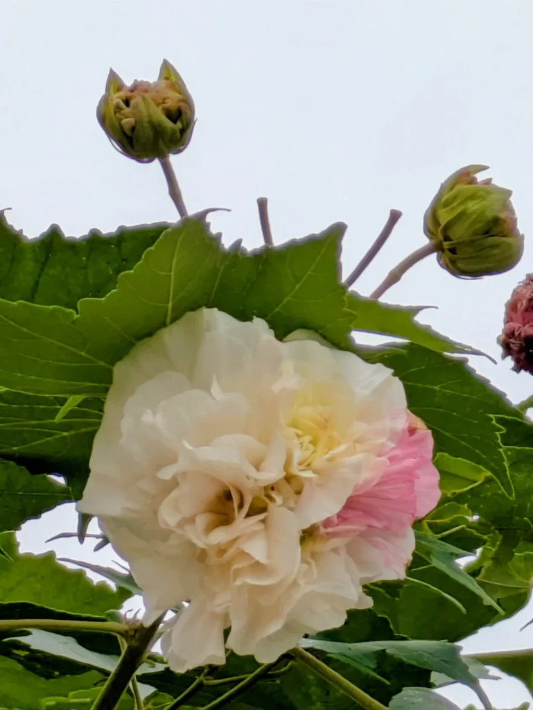 秋空の下、少し首をかしげて咲くフヨウの花