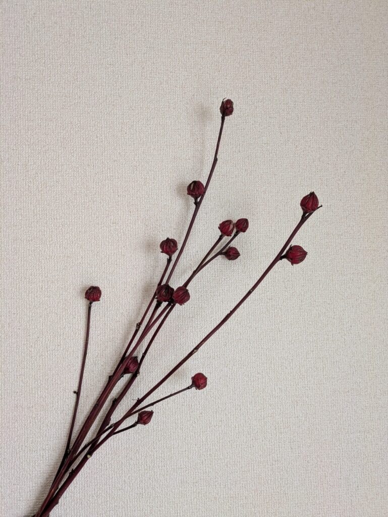 紅アオイを壁に飾れば、魔除けになるかな