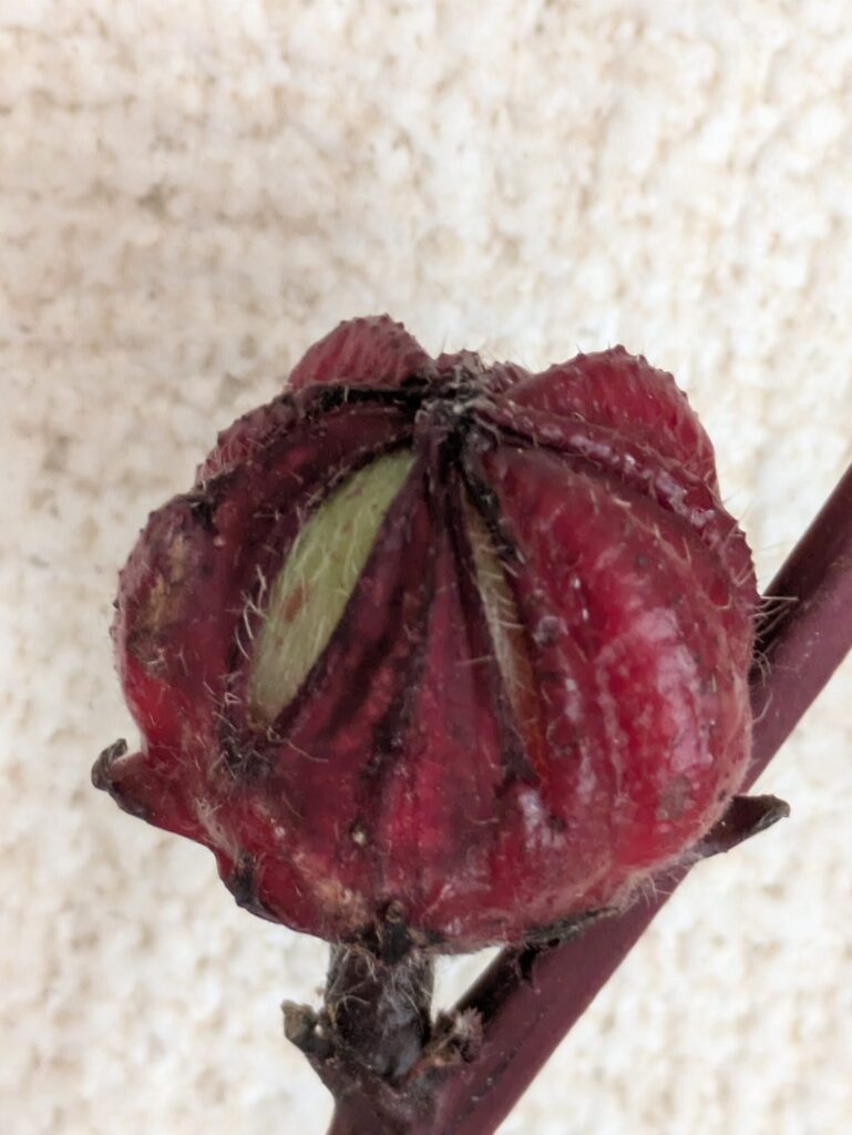 紅アオイの萼が、少し弾けると、中の色はアイボリーだよ