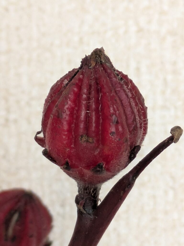 紅アオイの深紅の実は、じつは萼だよ