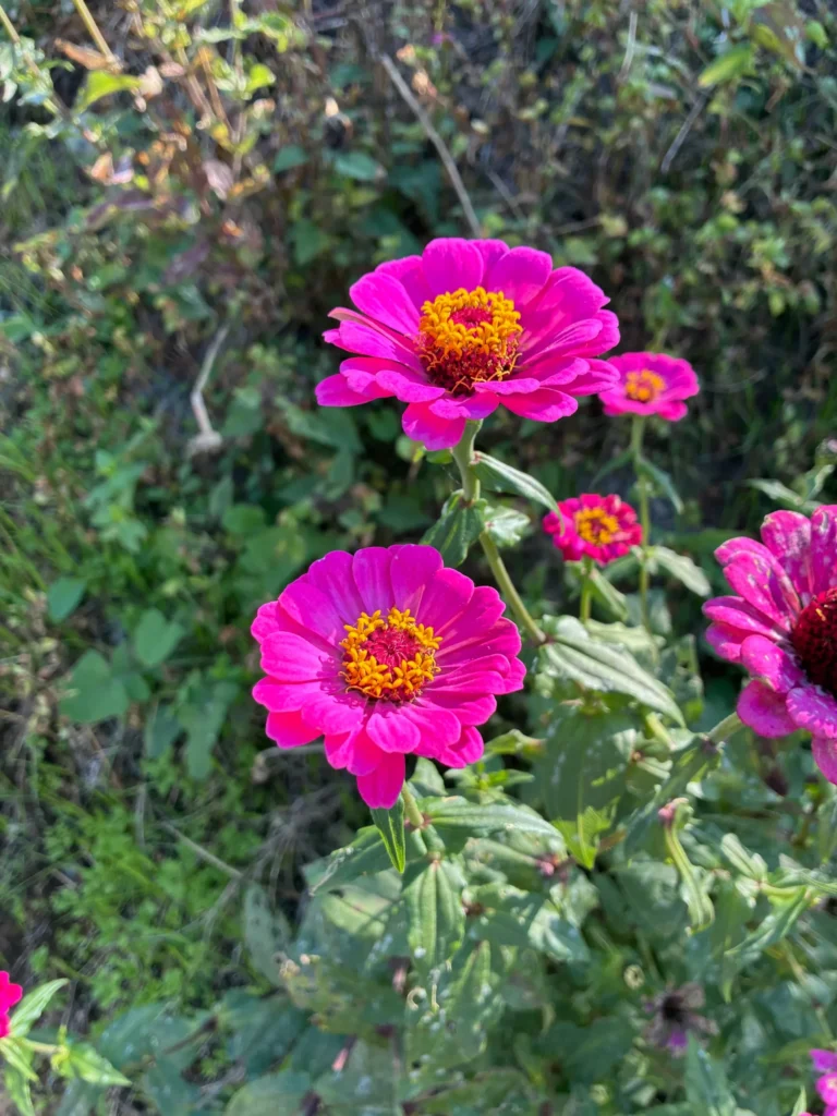 秋風に揺れるヒャクニチソウ