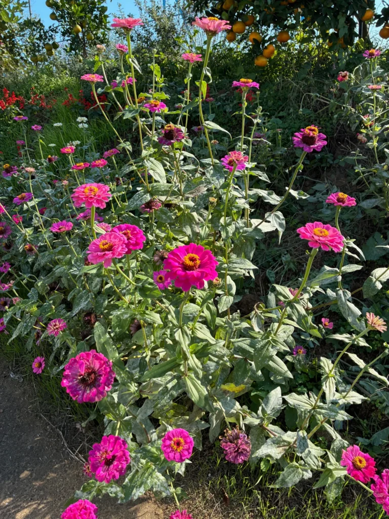 日照時間が短くなると一斉に開花するヒャクニチソウ