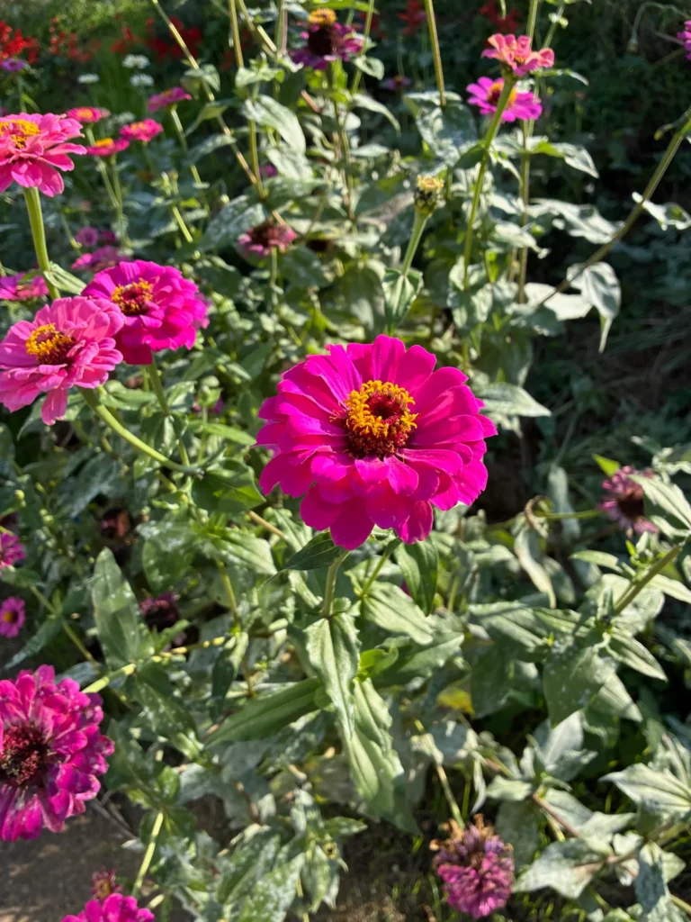 秋空の下、花弁を精一杯開くヒャクニチソウ
