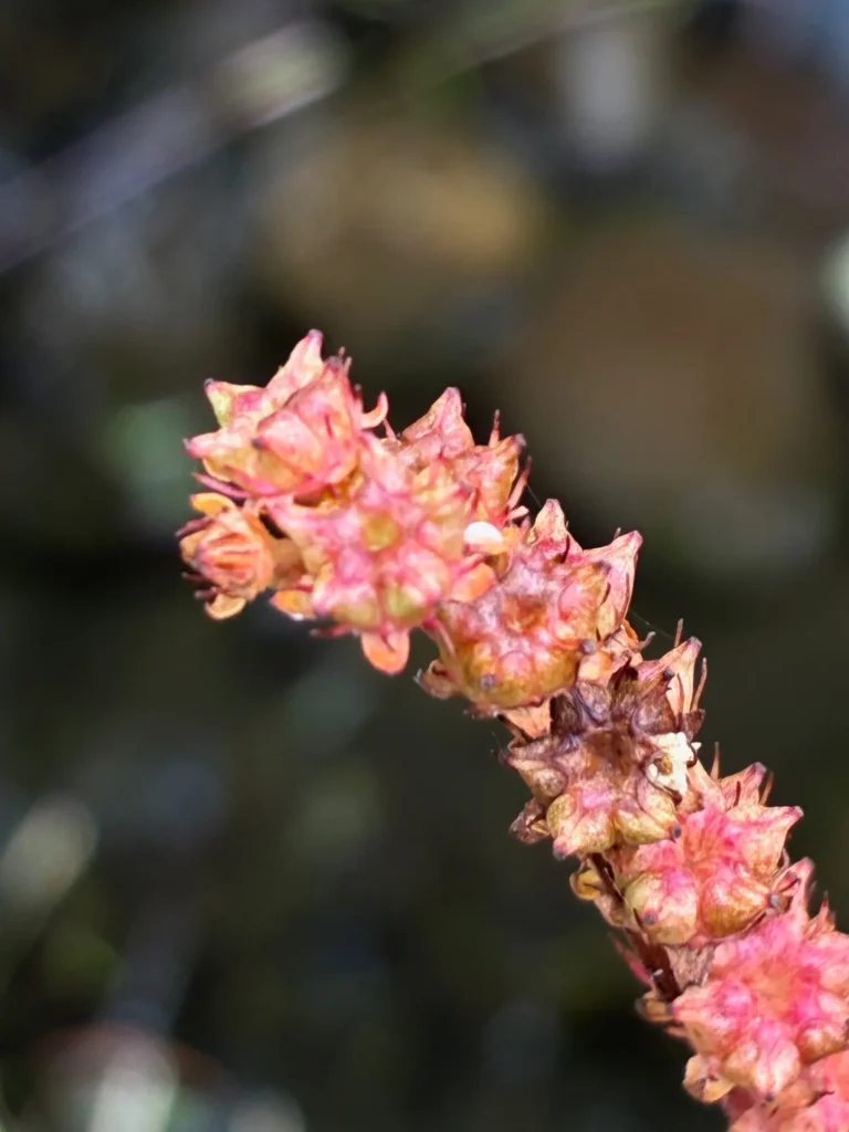 近づいて観てみると、ほんとにタコの足みたい