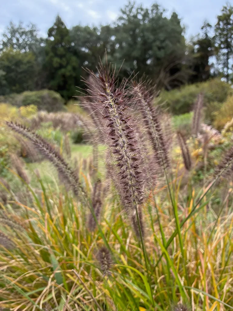 紫色のブラシのようなチカラシバの穂