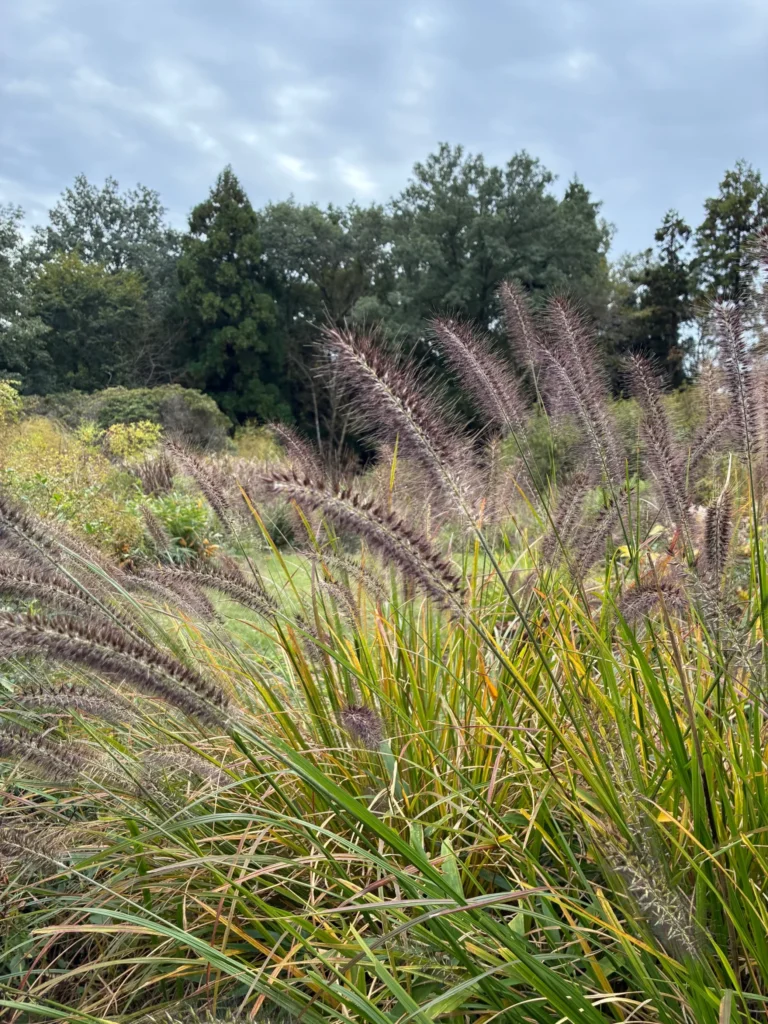 秋風に揺れるチカラシバの穂