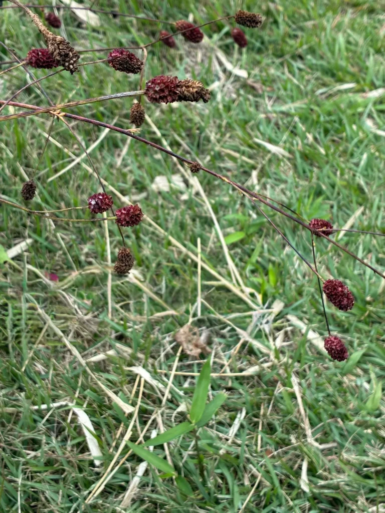 残り少ない緑に映えるワレモコウ